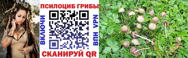 кракен как войти  Ижевск  Галлюциногенные грибы Cubensis 